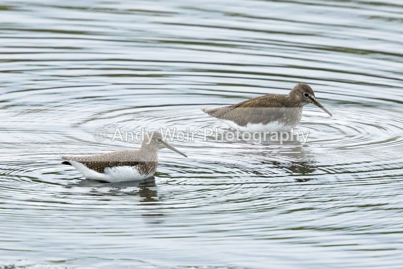 20160909-8E0A9012 - Other Waders