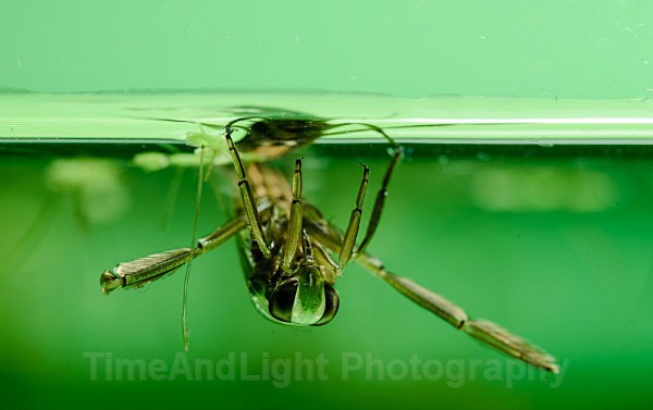 Backswimmer - Freshwater Life