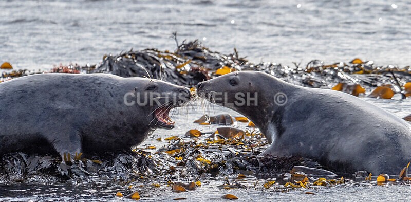 PA131014 - Argyll