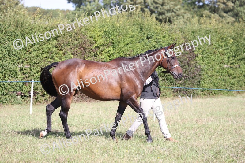 20260906-0654 - Class 22 - Ex Racehorse