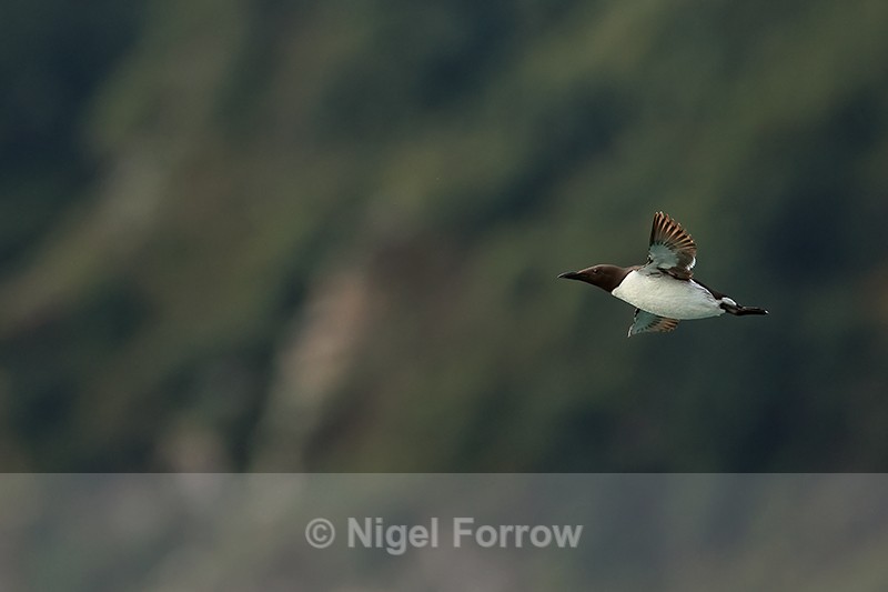 Common Murre flying, Duck Island, Alaska - Common Murre (Guillemot)
