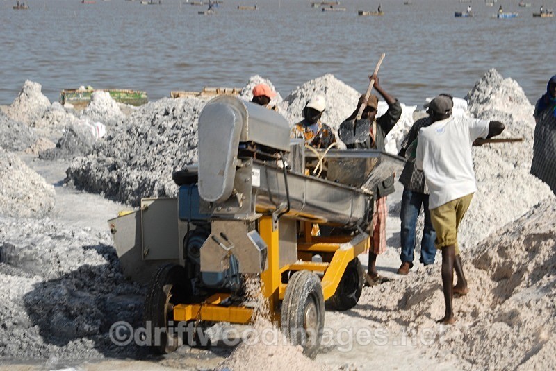 Senegal Lac Rose salt production 15 sifting salt - Senegal Salt Production at Lac Rose