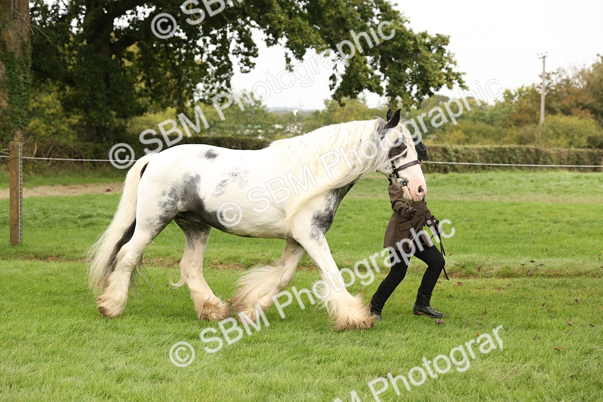 SBM_59297 - S57 - Traditional Cob In Hand