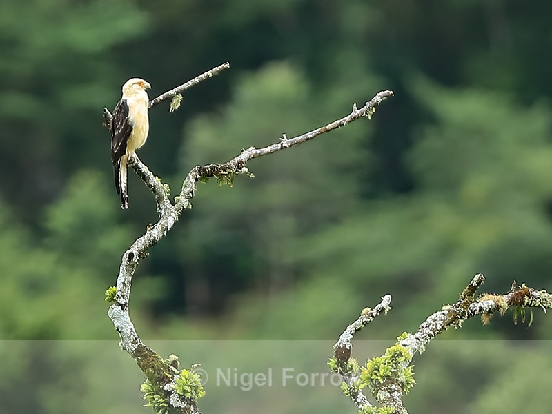Yellow-headed Caracara (adult), Boquete, Panama - Yellow-headed Caracara