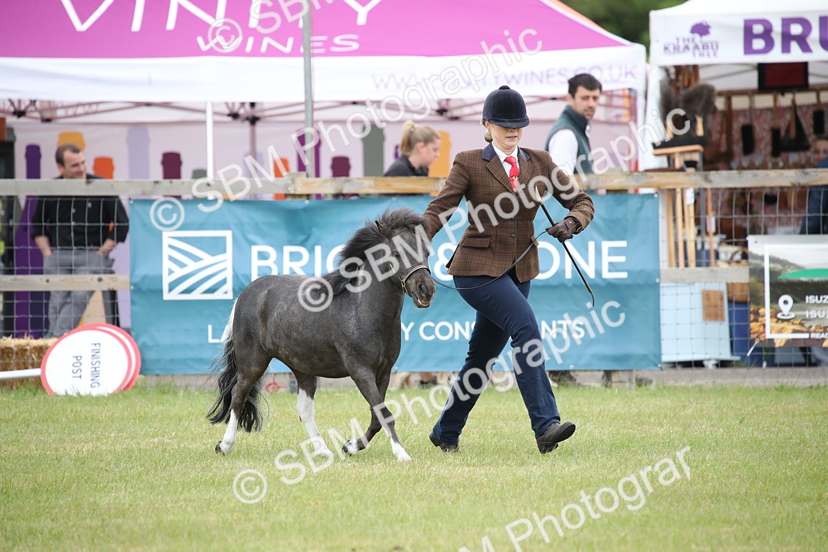 SBM_03991 - Class 23-25 - British Miniature Horse of the Year