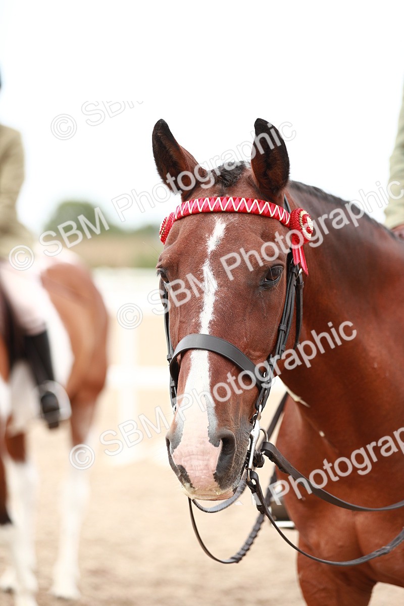 SBM_17617 - Class 215 Ridden Hack/ Riding Horse