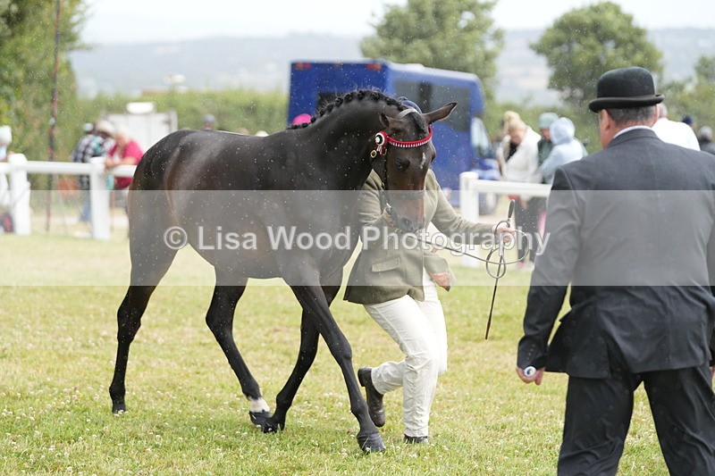 DSC06183 - Class 54: Hunter/Riding Horse/Hack 1 & 2 yr olds