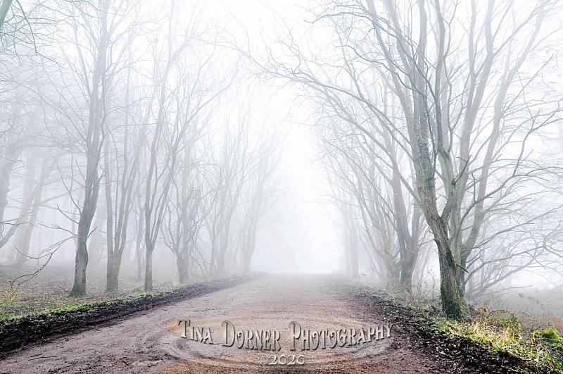 Lane in Mist.  Forest of Dean by Tina Dorner Photography, Forest of Dean and Wye Valley, Gloucestershire