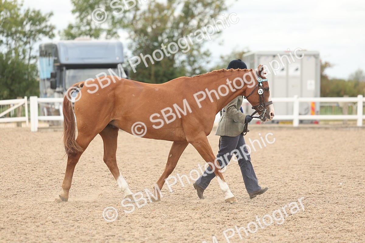 SBM_17032 - Class 312 - IH Competition Horse-Pony