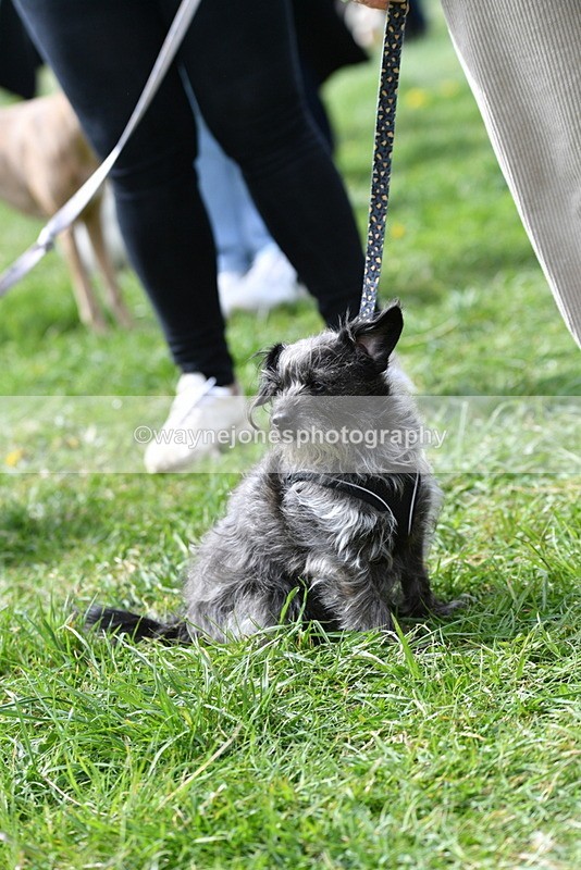 WJ5_9752 - Class 3 Most Handsome Dog