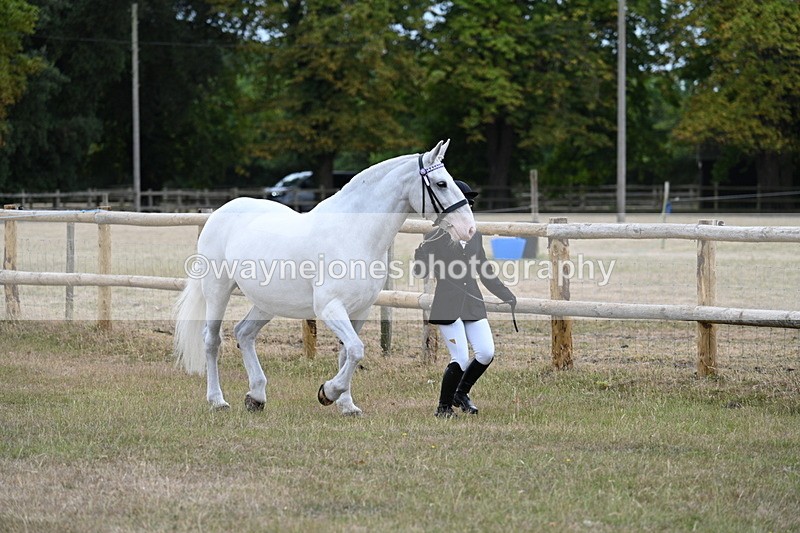 WJ7_8861 - Class 4a Prettiest Mare 14.2hh and over