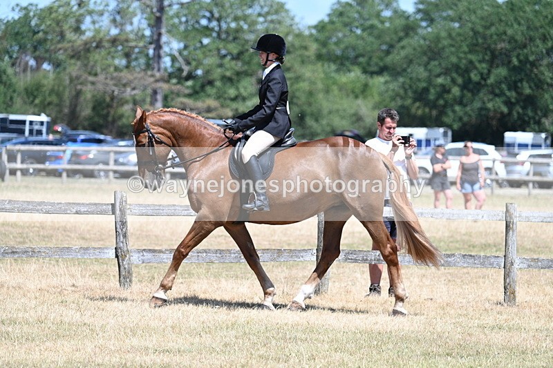 WJ7_2804 - Class 7 Riding Club Show Horse