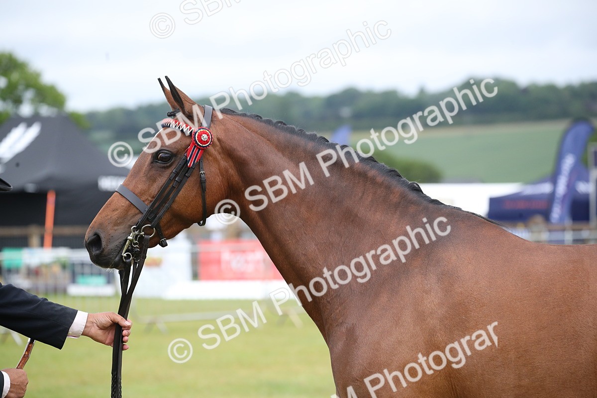 SBM_00181 - Class 17-20 - Arab & Part Bred - Anglo Arab In Hand