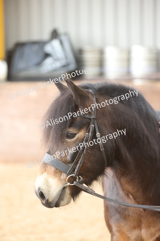 20251109-0643 - Class 22 - Geldings 4 Years and over