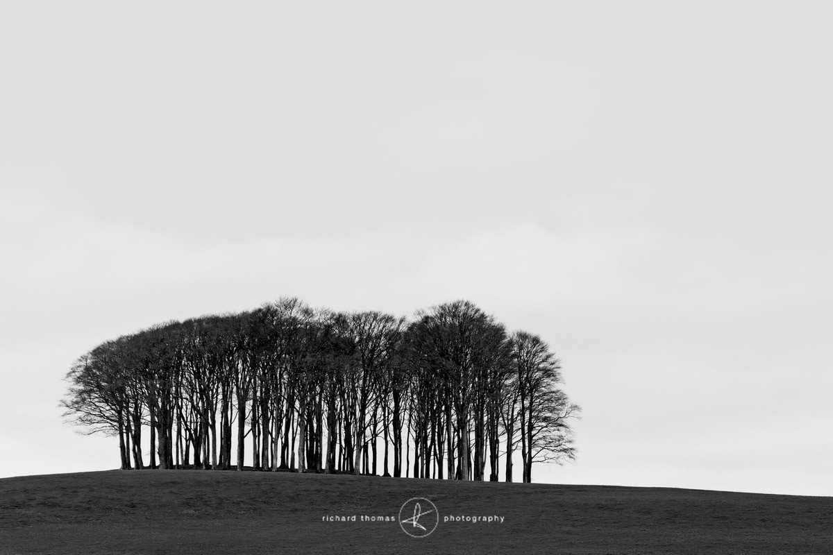 A30 Copse - Mono - Mono Mist Trees