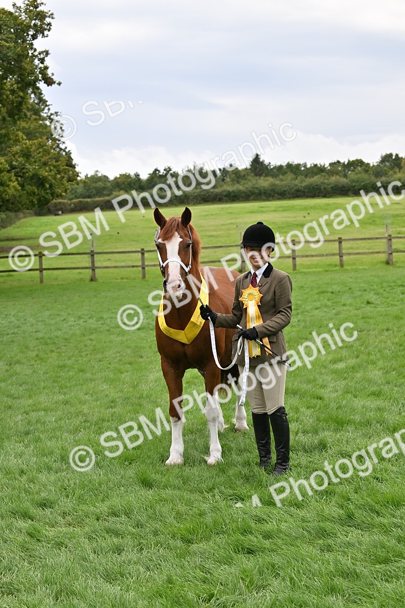 SBM_63312 - S49 - Mountain & Moorland In Hand Large Breeds