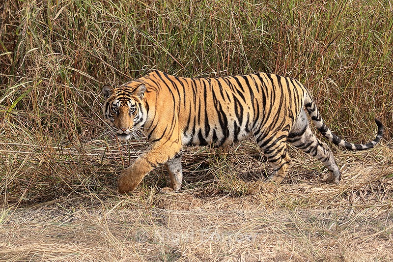 Bengal Tiger slinks by, Panna Reserve, Madhya Pradesh, India - Tiger