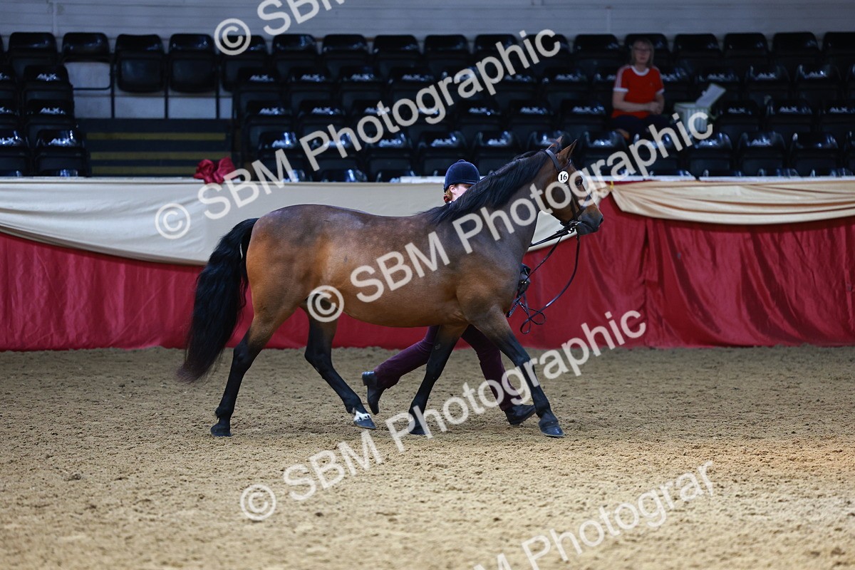 SBM_23210 - Class 903 - Supreme Final - IH Pre Vet