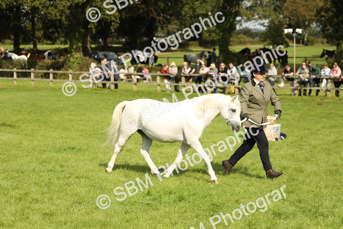 SBM_62767 - S46 - Mountain & Moorland In Hand Small Breeds