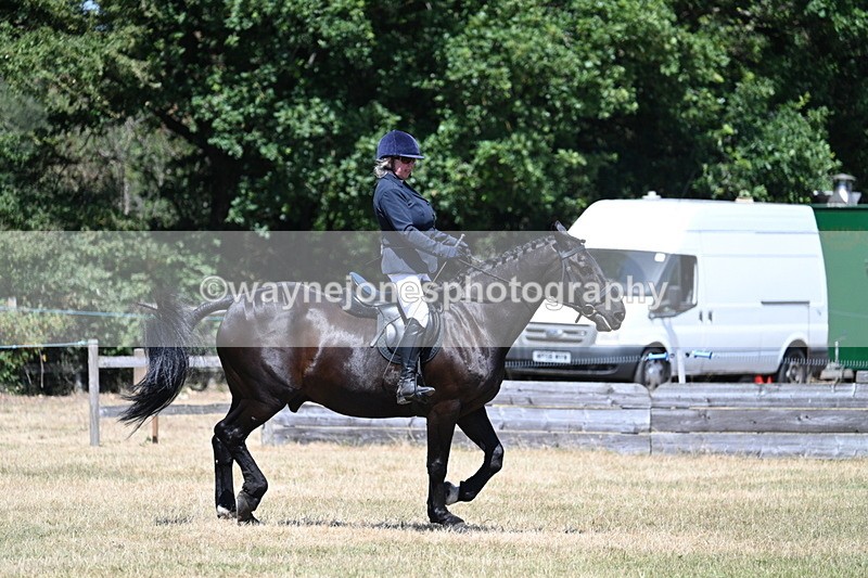 WJ7_2944 - Class 7 Riding Club Show Horse