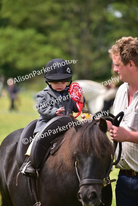 20260614-4028 - Class 16 - Handsome Gelding