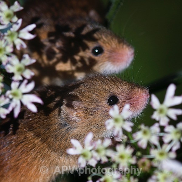 _DSC8314 - Bob's Harvest Mice.