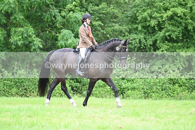 WJ7_4303 - Class 14A Handsome Gelding