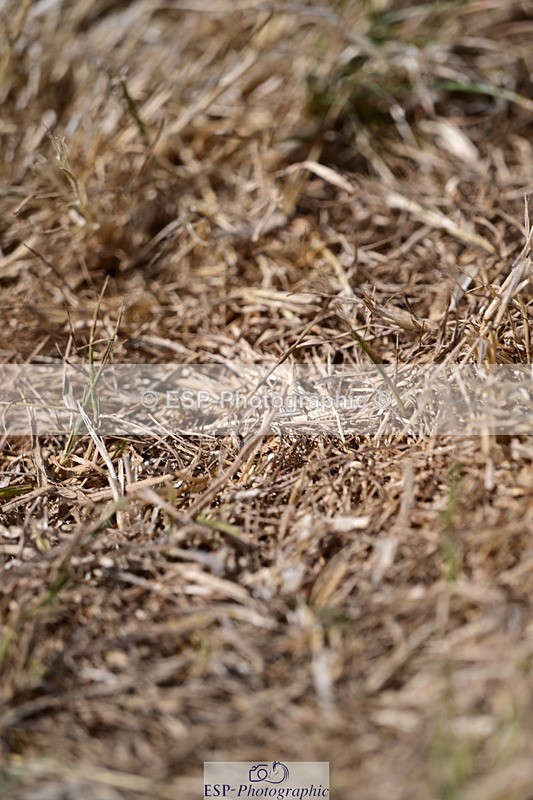 260802A-135355-07058 - PSG Silver