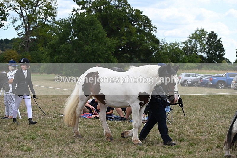 WJ6_5187 - Class 18 In-hand Coloured