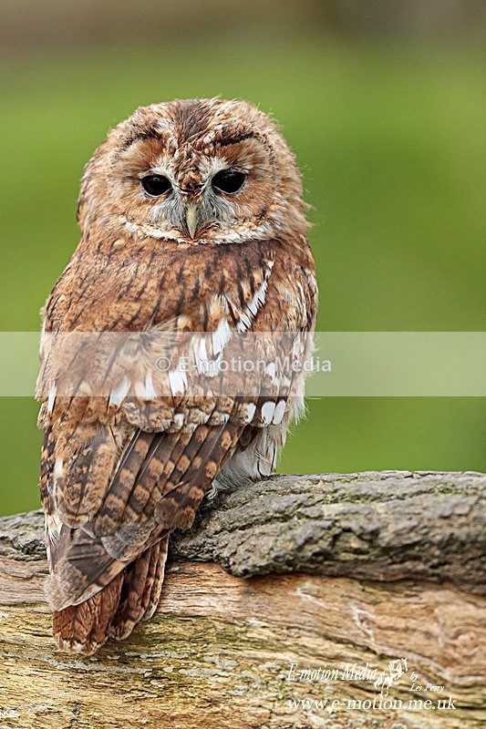Tawny Owl 260313-990a - Nature