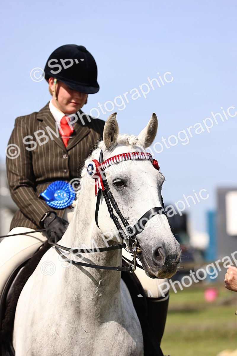 SBM_12952 - Class 75-76 LIHS BSHA Rising Star Hack Riding Horse