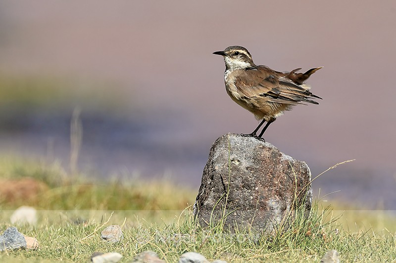 Buff-winged Cinclodes on rock, Rio Putana, Chile - Buff-winged Cinclodes