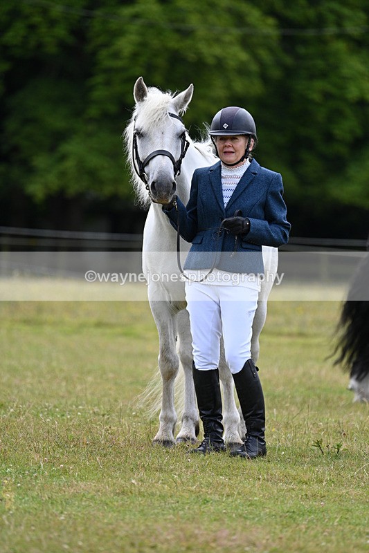 WJ7_7084 - Class 5a Most Handsome Gelding in Hand
