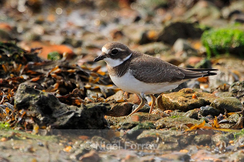 Ringed Plover at low tide in Poole Harbour - Ringed Plover