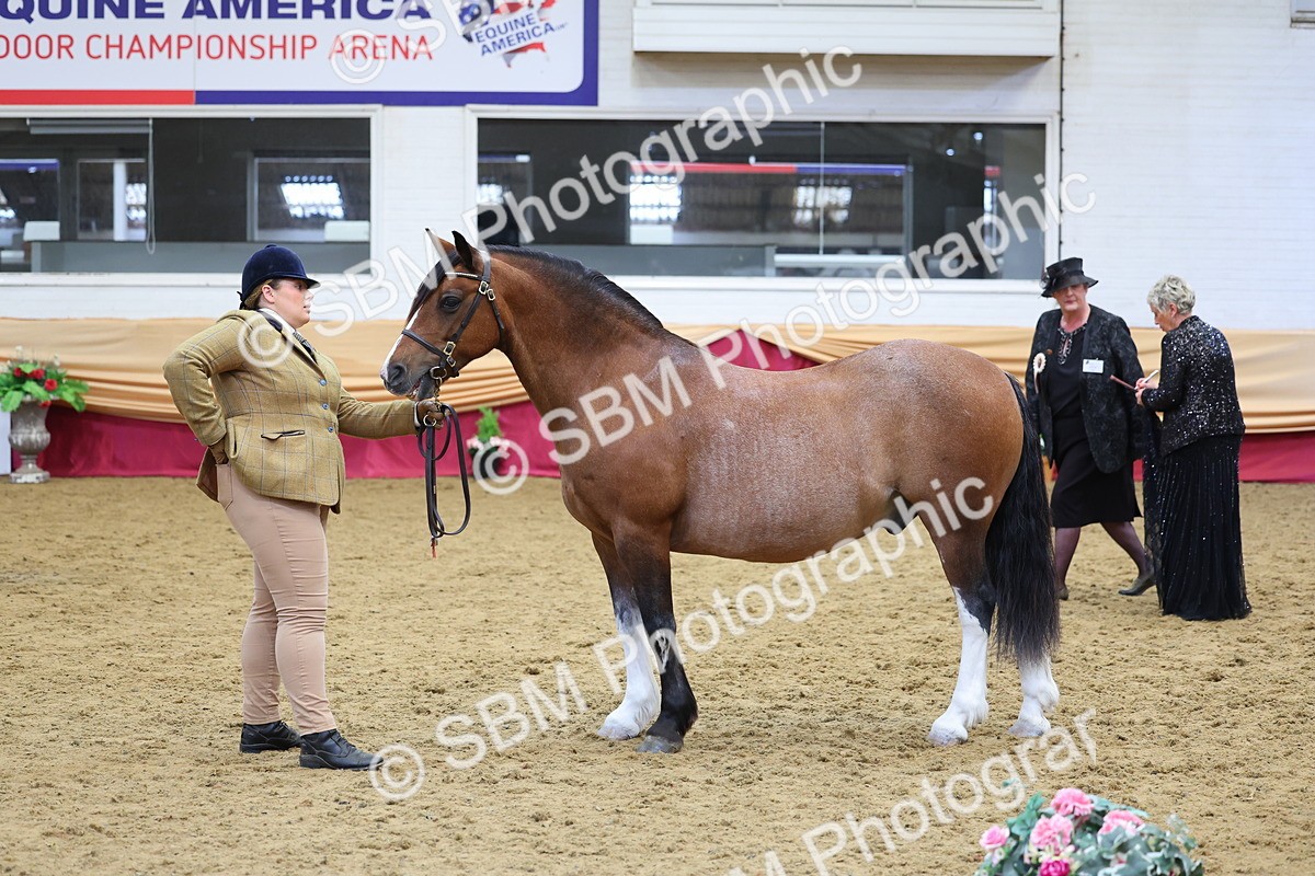 SBM_22762 - Class 903 - Supreme Final - IH Pre Vet