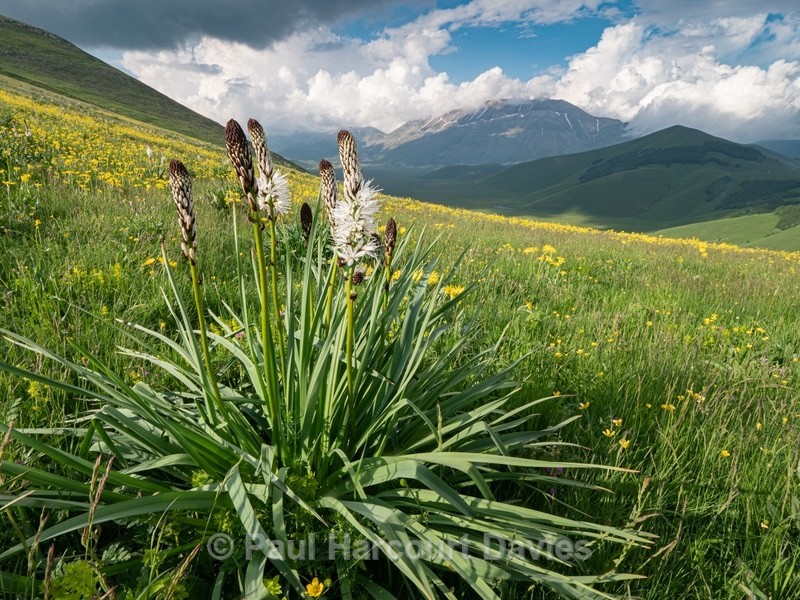 White asphodel (Asphodelus albus) - Flowers in the Landscape - 2