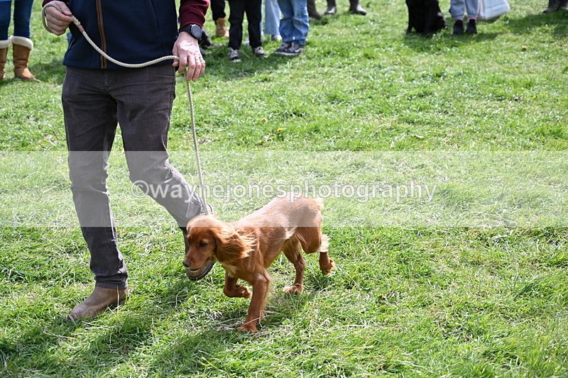 WJ6_8949 - Class 8 Best Working / Gun Dog or Bitch