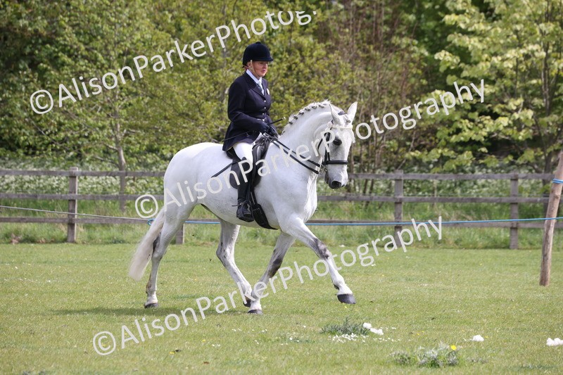 20260426-4336 - Class 34 - Best Riding Horse Over 14.2hh