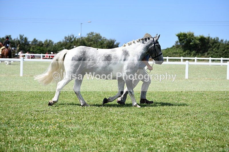 DSC_7466 - Class 63: Coloured Horse Youngstock