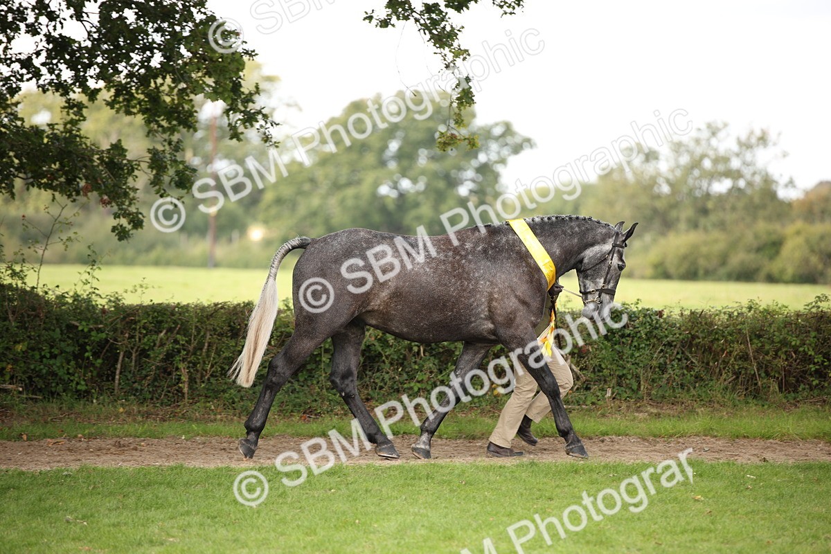 SBM_62917 - In Hand Horse Supreme Championship