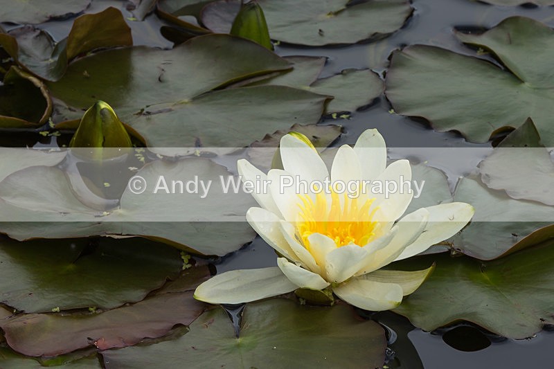20140526-3K8A1803 - Plants & Flowers
