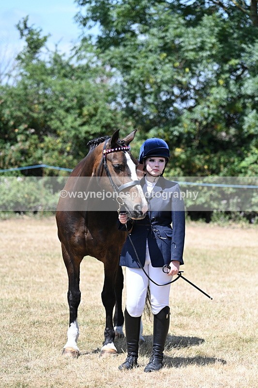 WJ7_2482 - Class 5a Most Handsome Gelding in hand (above 14.2hh)