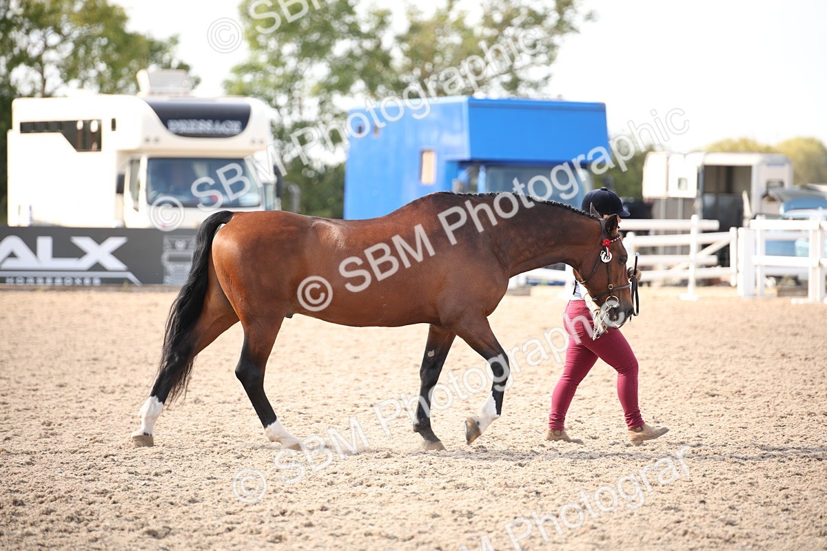 SBM_07389 - Class 26 IH Foreign Breeds -Part bred