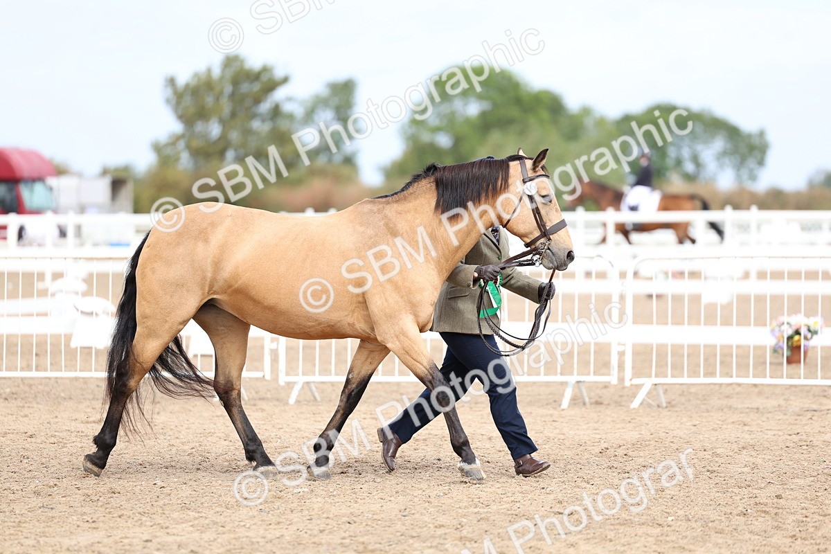 SBM_01537 - Class 17 - Prettiest Mare