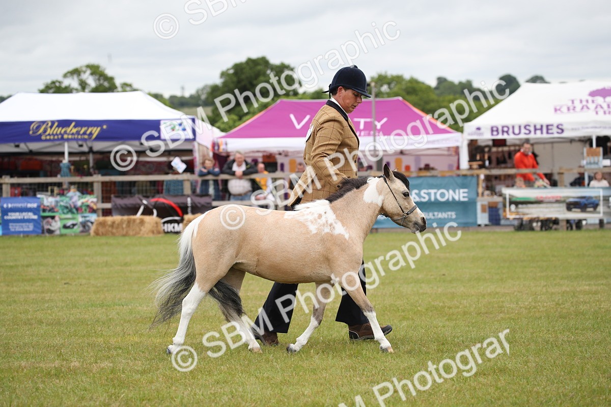 SBM_04005 - Class 23-25 - British Miniature Horse of the Year