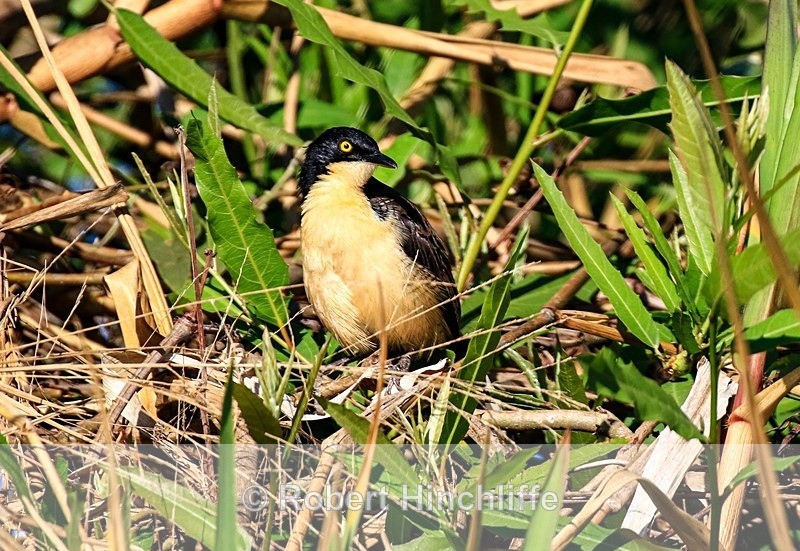 Black Capped Donacobius ( F3) - Brazil