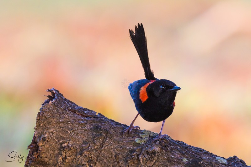 Red Wren Male 8