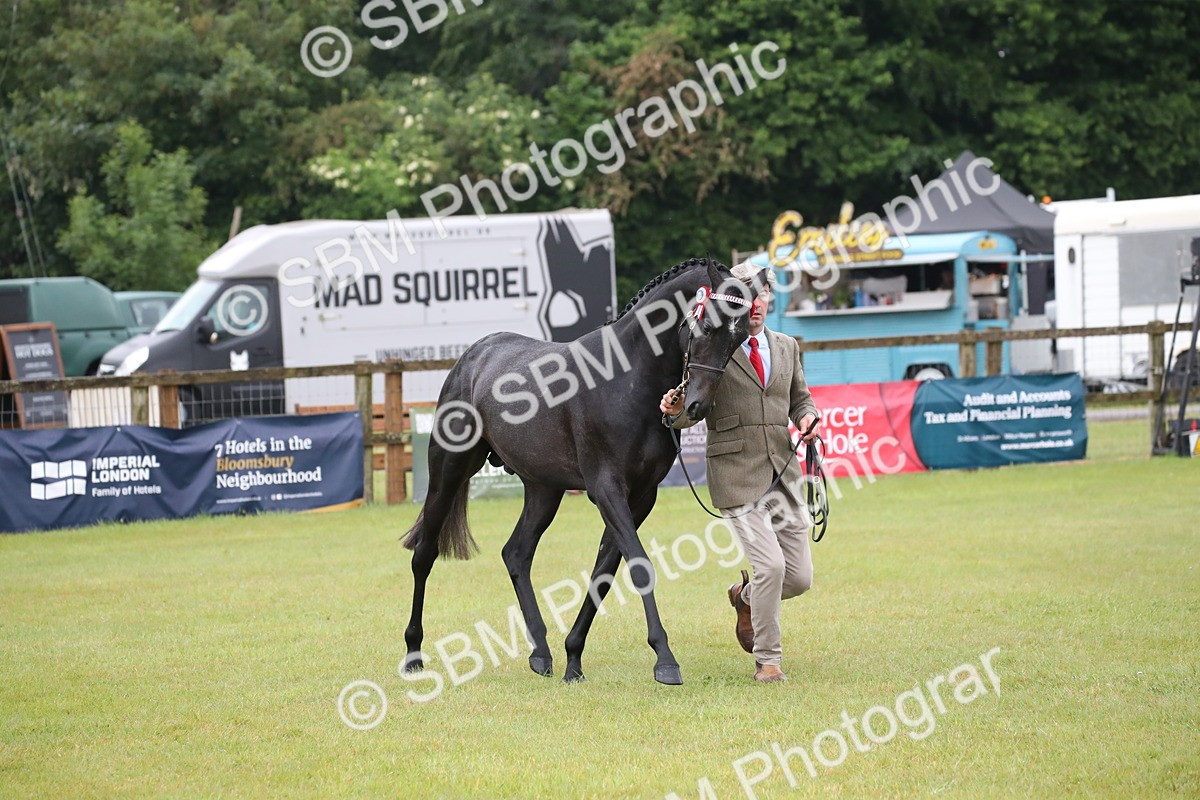 SBM_00067 - Class 17-20 - Arab & Part Bred - Anglo Arab In Hand