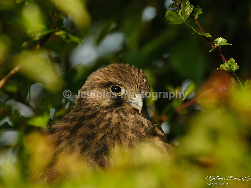  - Wildlife and Nature