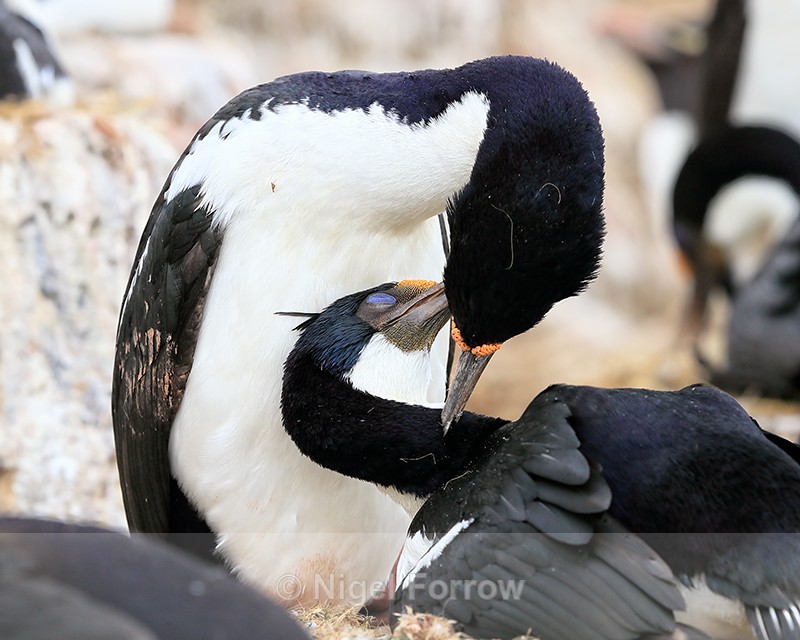 Imperial Shags preening each other, Cape Bougainville, Falklands - Imperial Shag